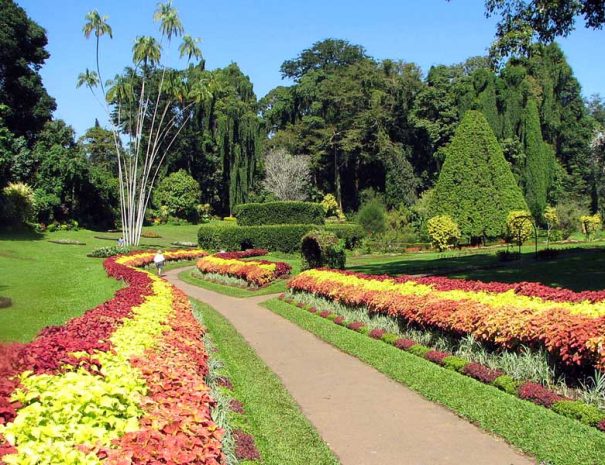 Botanical-Garden-in-Peradeniya-605x465-1.jpg