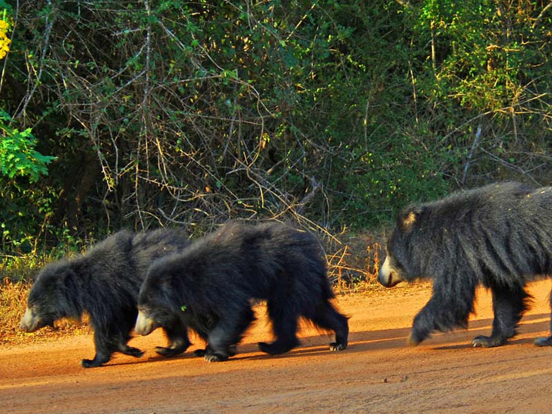 Go-Yala-Safari