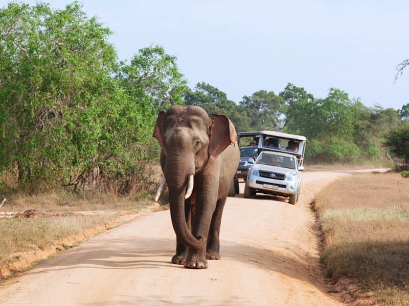 Jeep-Safari.jpg