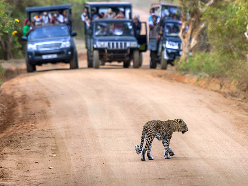 Jeep-Safari-At-Yala-National-Park.jpg