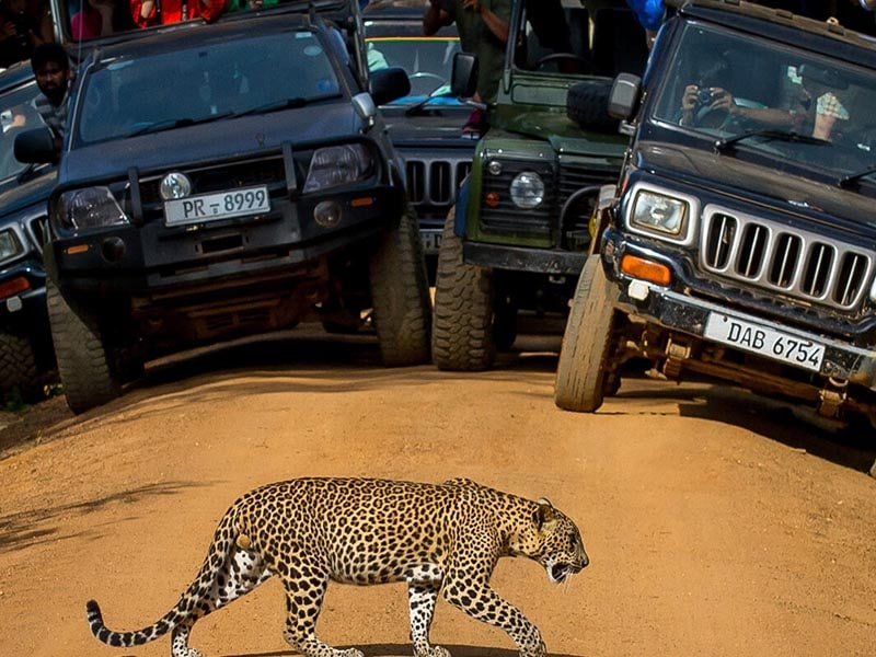 Jeep-Safari-in-the-Yala-national-park.jpg