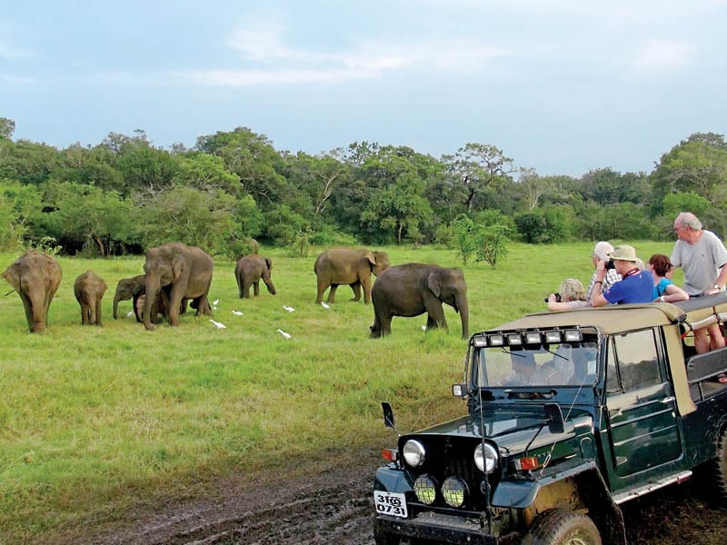 Jeep-safari-in-Minneriya.jpg