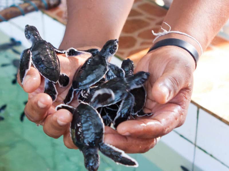 Sea-Turtle-Hatchery.jpg