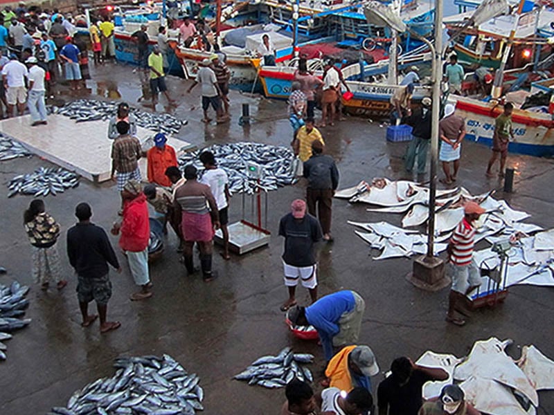 negombo-fish-market.jpg